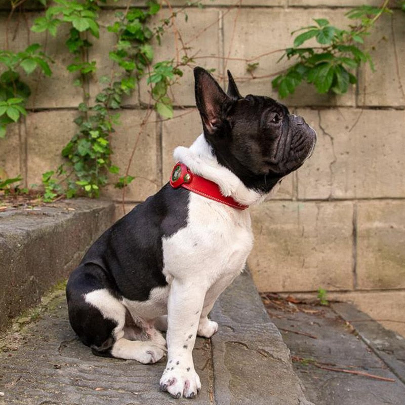 Genuine Dog Leather Collars । Rolled Leather Dog Collar
