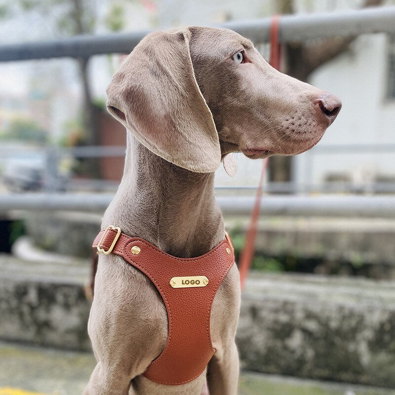 Harness Leather Dog Collar Leash Set