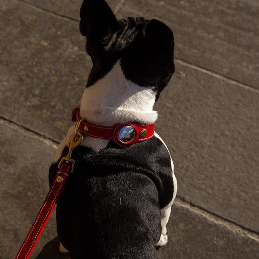Genuine Dog Leather Collars । Rolled Leather Dog Collar