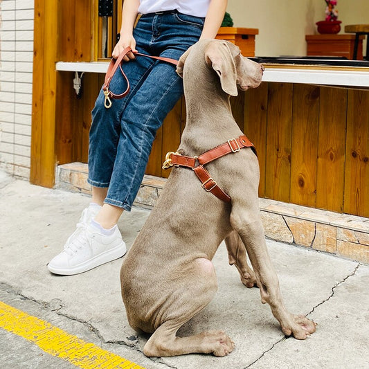 Harness Leather Dog Collar Leash Set