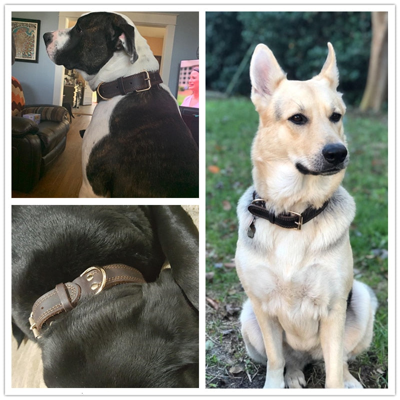 Leather Dog Collars