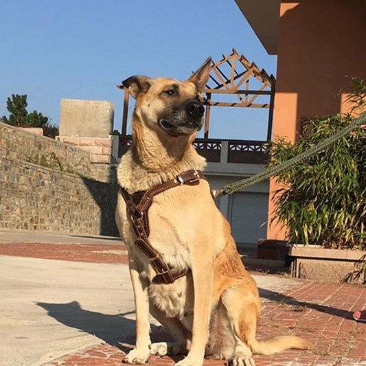 Genuine Leather Dog Harness Vest